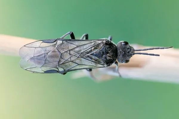 Черный сливовый пилильщик способы борьбы24