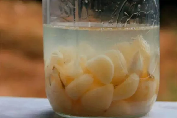 чеснок Паутинный клещ37