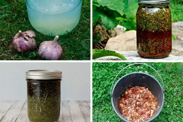 Чеснок Тля на груше44