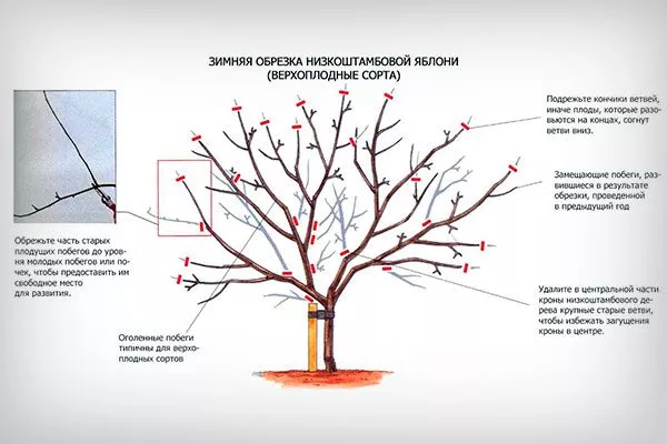 Четырёхлетние и старше Обрезка яблони68