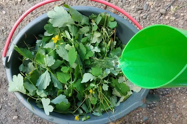 Чистотел или горькая полынь Тля на груше45