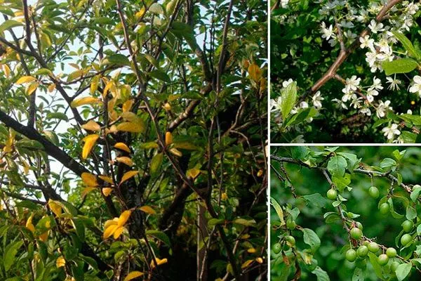 Что делать, если не плодоносит слива