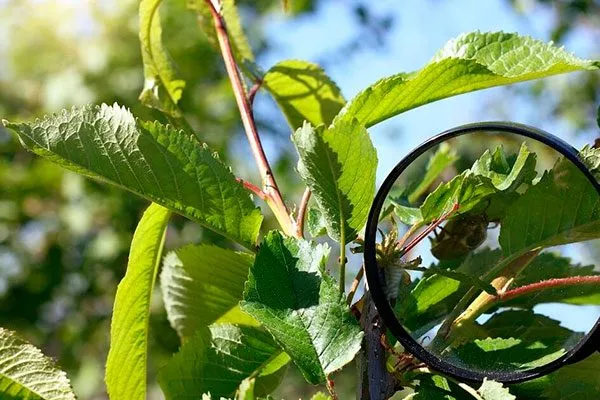 Что делать, если не плодоносит слива2