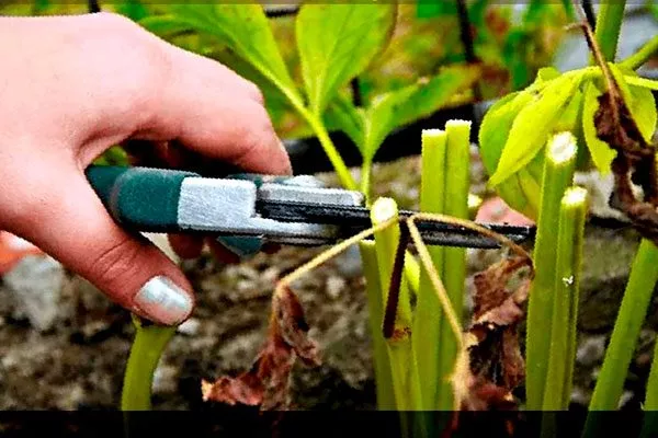 Что делать после цветения2 пиона Ред Чарм19