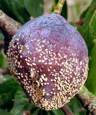 Что такое монилиоз