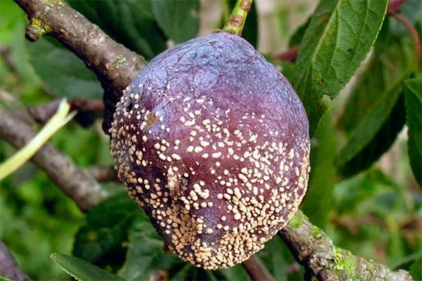 Что такое монилиоз