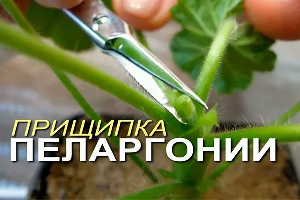 Что такое прищипывание Формирование герани27