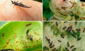 Что такое трипсы и чем они опасны трипсы29