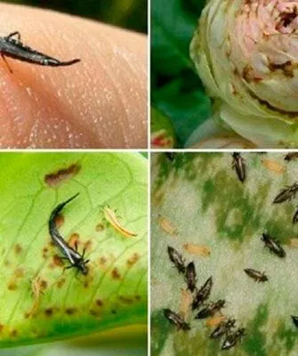 Что такое трипсы и чем они опасны трипсы29