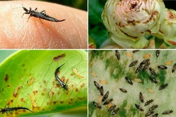 Что такое трипсы и чем они опасны трипсы29