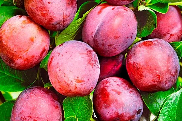 Чук посадка алычи35