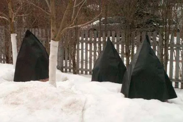 Чёрная плёнка