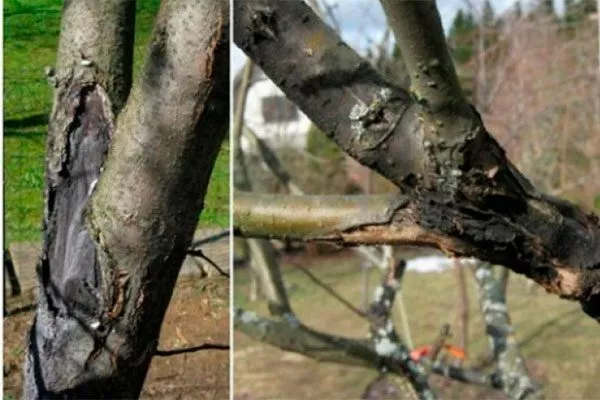 Чёрный рак трескается кора груши22