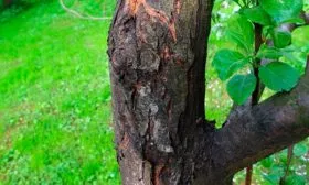 чёрный рак Яблони Долго20