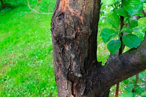 чёрный рак Яблони Долго20