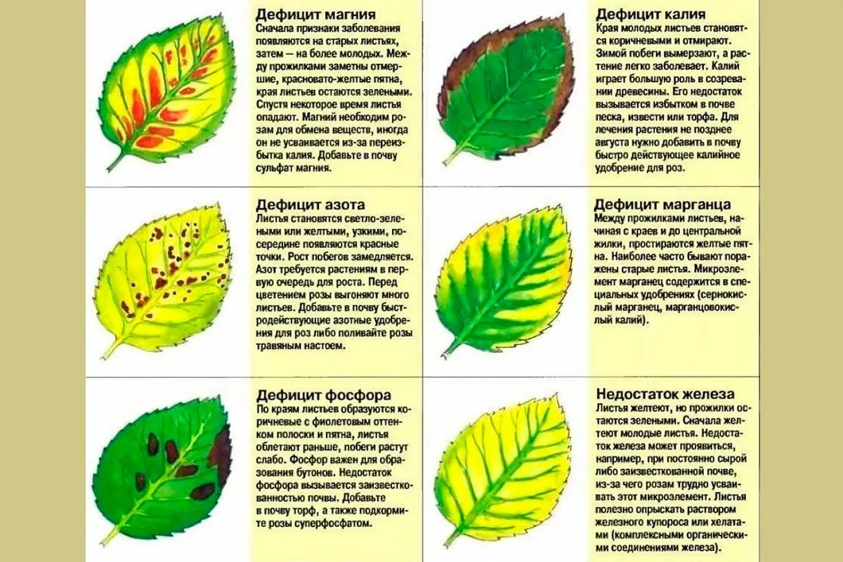 Дефицит азота, калия и фосфора3 болезни сливы6
