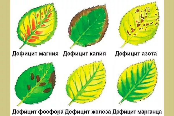 дефицит азота нет плодов у алычи1