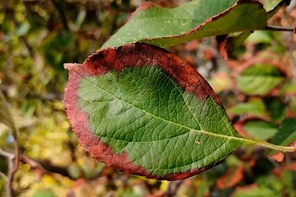 дефицит калия 2 подкормить сливу12