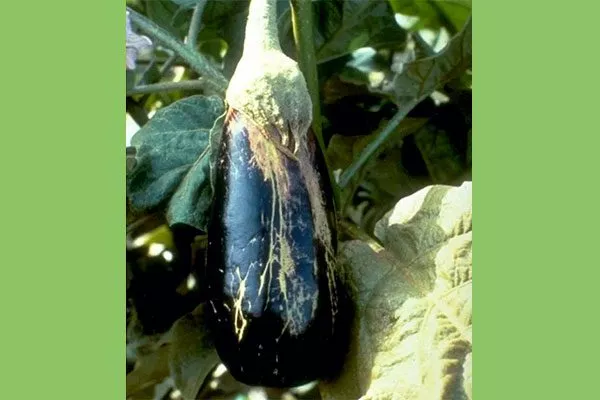 деформацию цветков и плодов трипсы12