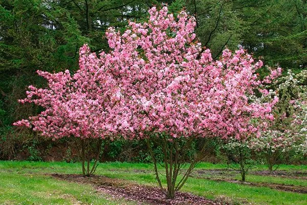 декоративные Обрезка яблони15