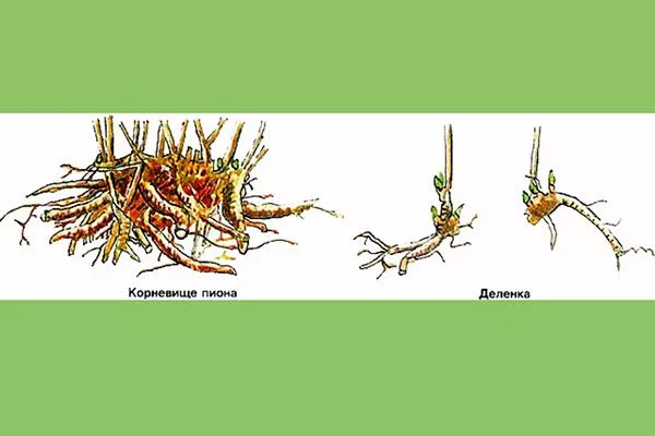 деление корня методы размножения пионов7