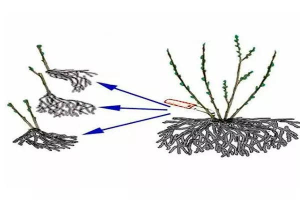 Деление куста Размножение ирги5