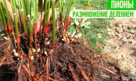 Деление материнского куста пиона Ред Чарм5