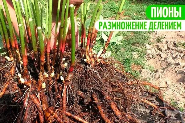 Деление материнского куста пиона Ред Чарм5