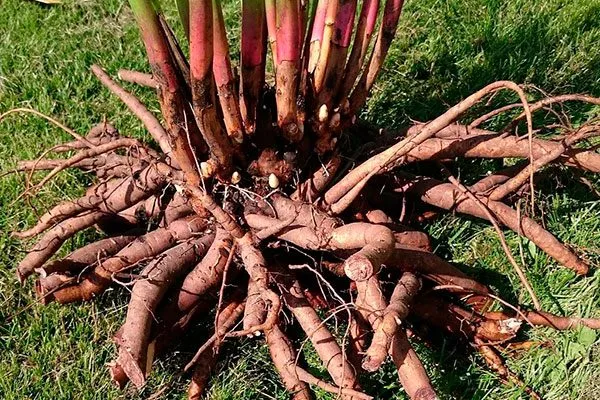 деление пересадка пионов9