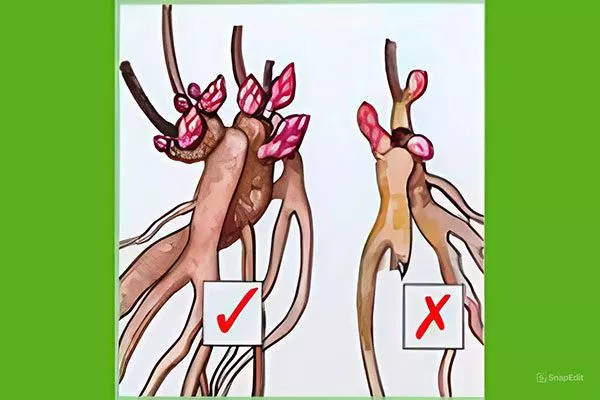 деленка 1 размножение пиона