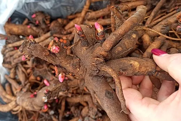 деленка 2 методы размножения пионов9