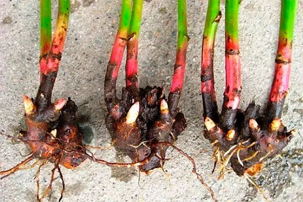 деленки пиона Корал Чарм