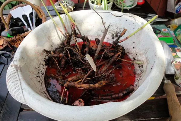 Делёнки следует обеззаразить, выдержав их в течение 30 минут в розовом растворе марганцовки или в Фитоспорине пересадка пионов8