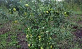 дерево груши Память Жегалова5