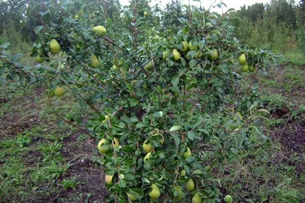 дерево груши Память Жегалова5