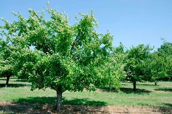 дерево сливы сравнение4