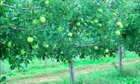 дерево яблони Семеренко