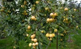 Дерево яблони уральское наливное4