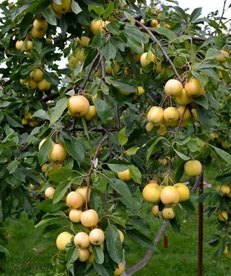 Дерево яблони уральское наливное4