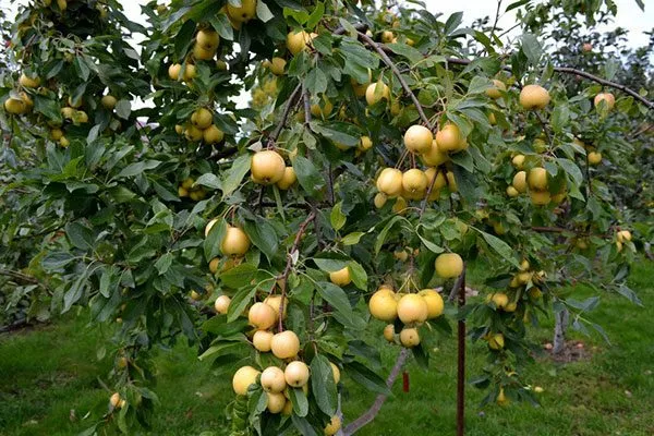 Дерево яблони уральское наливное4
