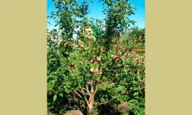 дерево Яблоня Беркутовское8