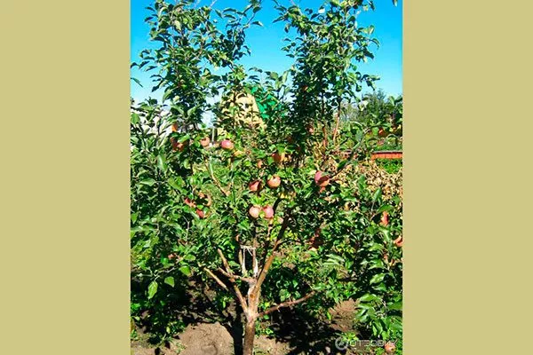 дерево Яблоня Беркутовское8