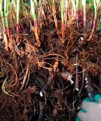 Для чего делить и пересаживать пионы пересадка пионов10