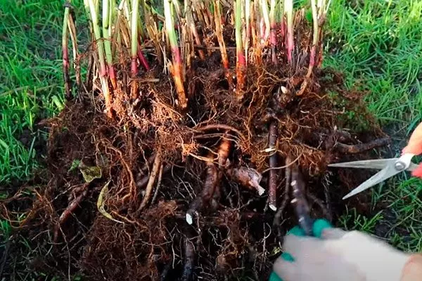 Для чего делить и пересаживать пионы пересадка пионов10