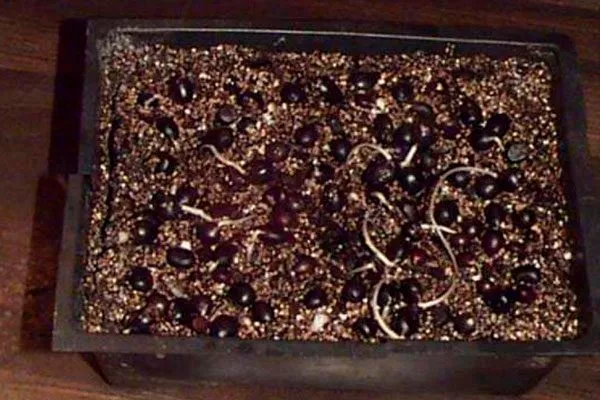 Для холодной стратификации методы размножения пионов11