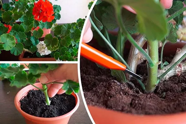 для цветения Формирование герани6