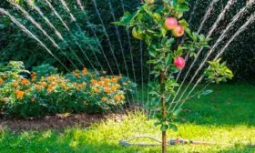 Дождевание яблони Августа