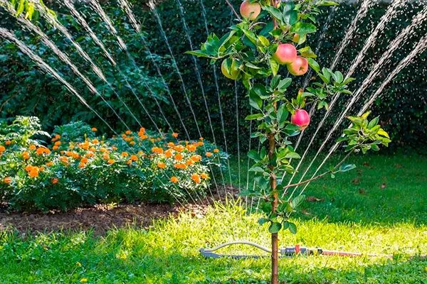 Дождевание яблони Августа