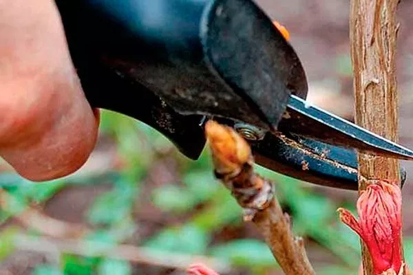 Древовидные пионы обрезка пионов7