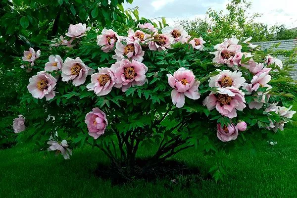 Древовидные пионы саженец посадка пионов8